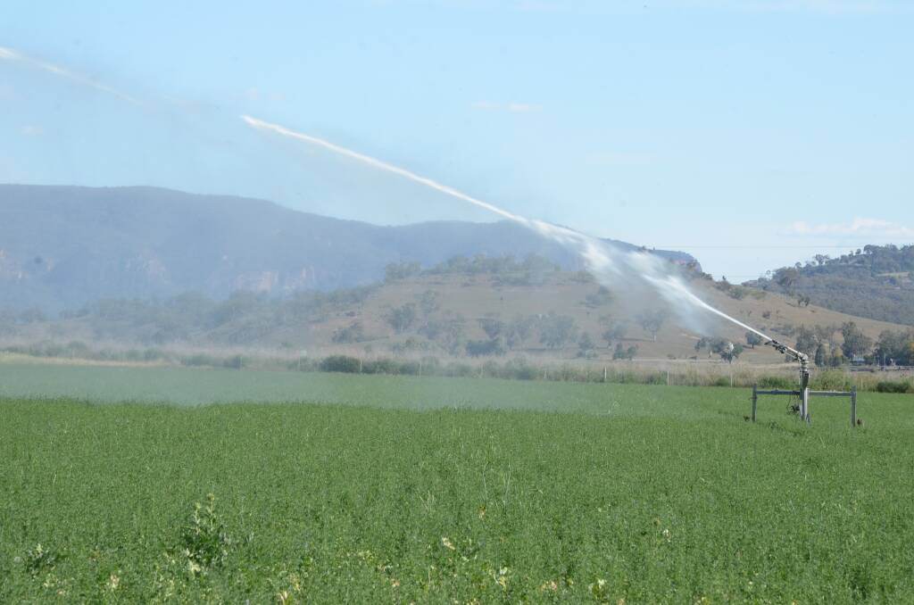 Groundwater means farmers can still grow fodder in the Bylong Valley. They have taken to the airwaves in a bid to get their message across to NSW's leading politicians. Photo: Mark Griggs