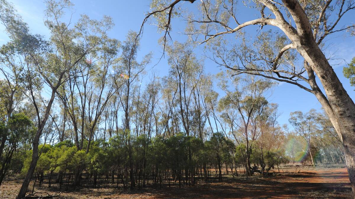 The NSW Government's native vegetation laws have been declared invalid by the Land and Environment Court.