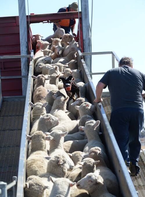 Sheep are loaded at Forbes saleyards this month.