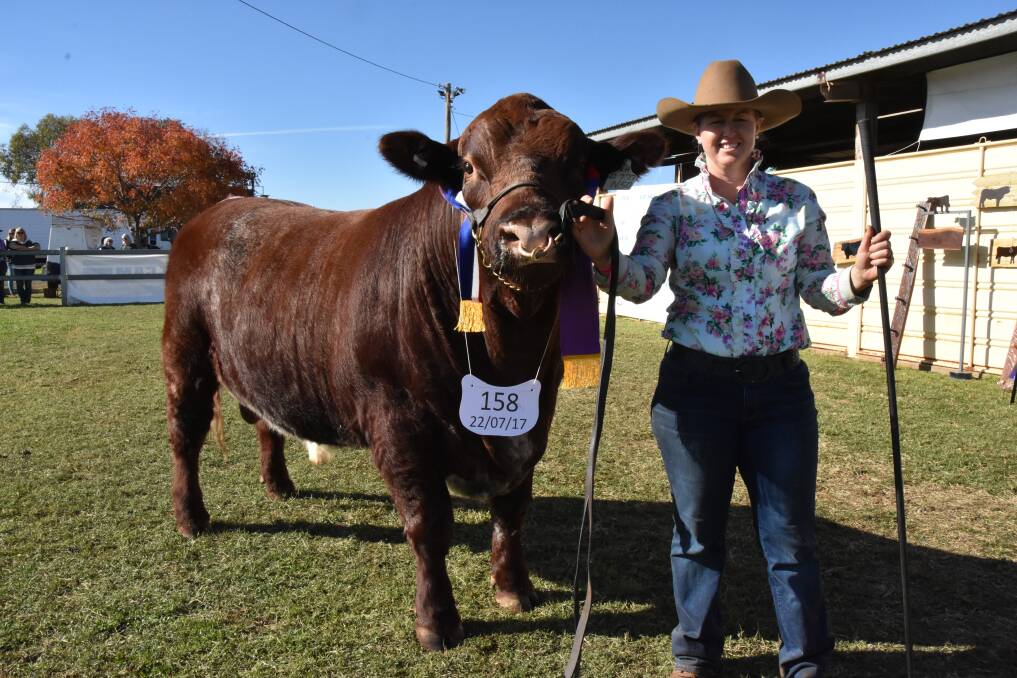 Marrington Shorthorns principal Alison Amor with the 22-month-old Marrington Nominee N50, who won grand champion bull for his breed.