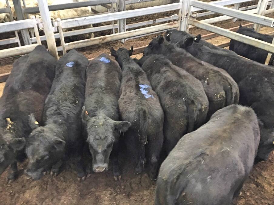 Six Angus heifers, average weight 365kg, sold for 290c/kg ($1058.50) during the South Eastern Livestock Exchange, Yass, prime sale last Thursday. Photo: SELX Yass 