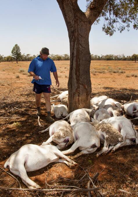 Salty Taylor and the dead sheep on "Rosedale", west of Nyngan.
