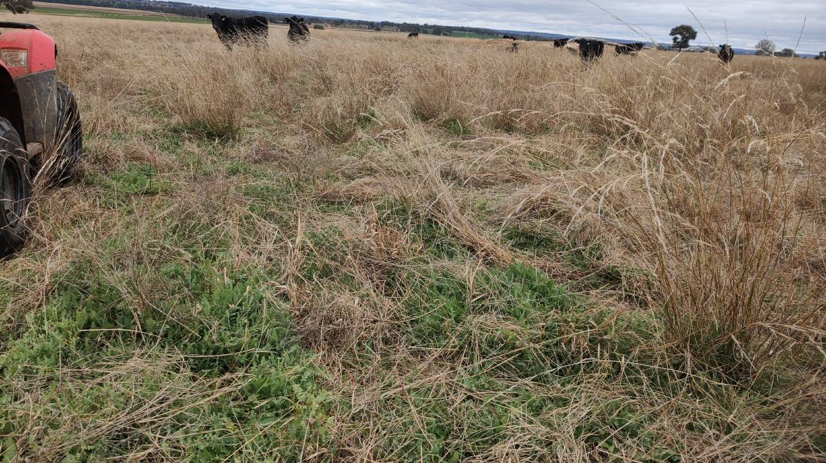 Winter legumes (late June 2020) proving excellent winter grazing. It is important to keep feed levels between around 1.0 to 4.0 t/ha, drymatter.