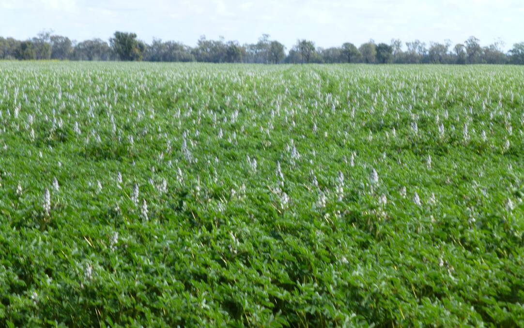 A thriving lupin crop. Narrow-leaf lupin variety Bateman and albus lupin variety Murringo were the latest lupin releases. Again offering improved agronomic traits.