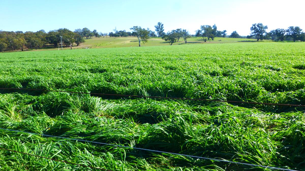 A mid May view of an outstanding early March sown dual purpose cereal crop on Greg and Lindy Piper’s property “Moorefield”, Coolah. Early sown dense and competitive crops can outcompete weeds like vulpia and barley grass. 