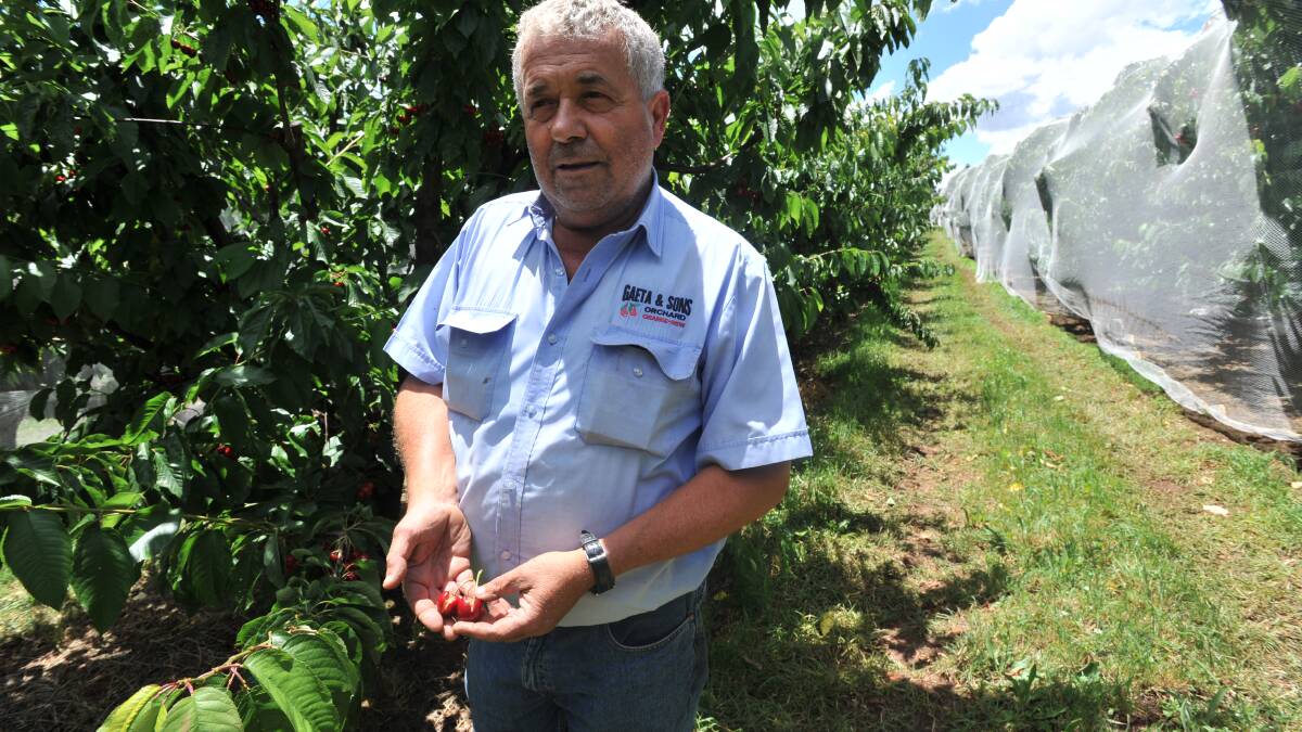 Cherry grower Guy Gaeta is furious about the outbreak of Serpentine leaf miner.
