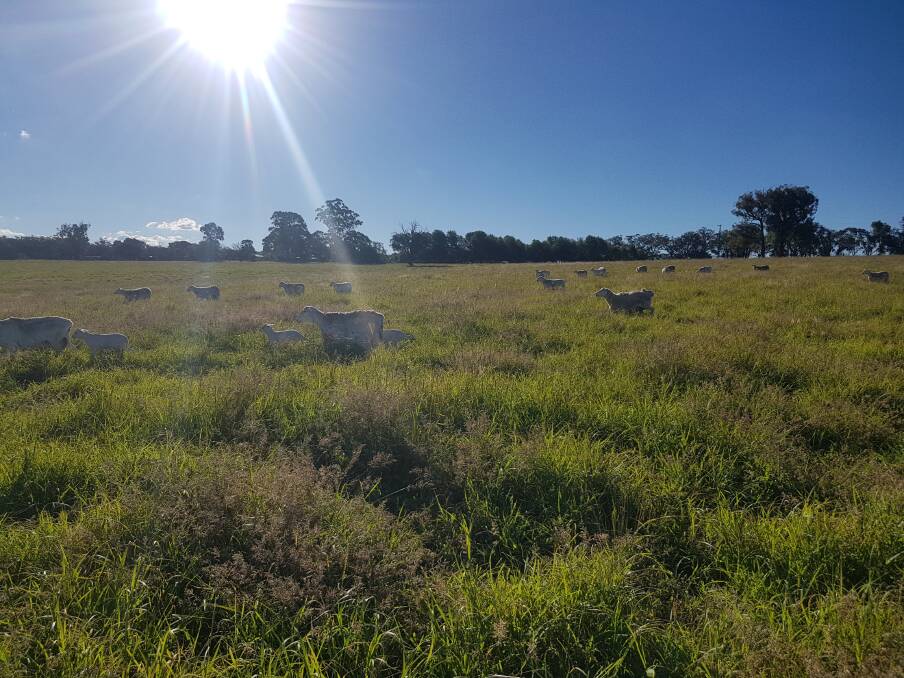 Australian White lambs trail their mothers through tropical pastures at "Oxenthorpe", near Molong, this week. Owner Stephen Leisk is four years into an eight-year conversion of the 160-hectare property using compost applications.