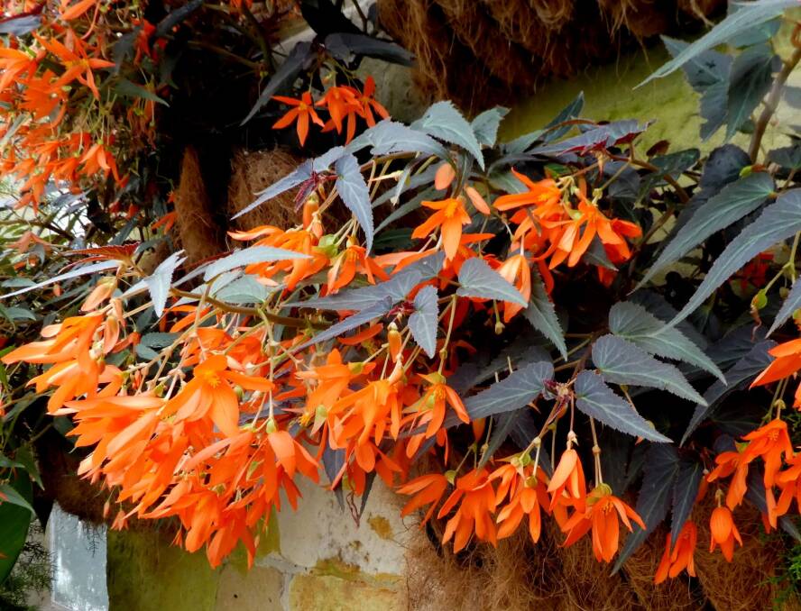Begonia Bonfire is easily propagated from tip cuttings, flowers all summer and is great for hanging baskets. And now is a great time to be taking tip cuttings.