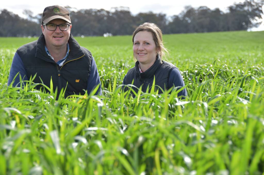 STEVE and Jen Green in a crop of Coolah wheat at Mirridong, Cudal. It's just a little more advanced than they'd like. Photo: DAN PEDERSEN