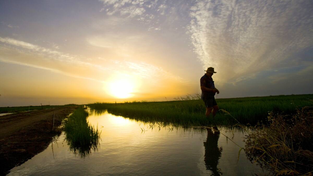 A summer sun rises over a rice field. Rice has been grown in the Riverina for more than a century.