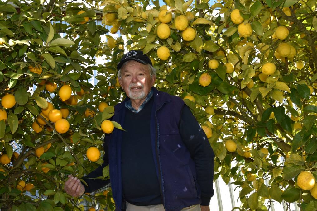 Bill Trimmer and the citrus bounty at Forest Reefs, about 830 metres elevation. He says careful placement and insulating young trees is key to cold country lemons. 
