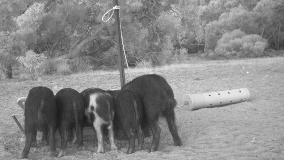 A night-time image from a motion-activated camera captures feral pigs eating the poisonous paste.