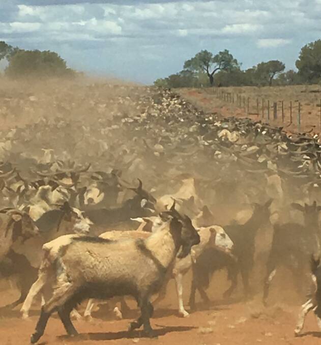 The opening of the Bourke small livestock abattoir will be a game changer for the goat industry and for Bourke. The project site is being prepared for major infrastructure being constructed in Australia and overseas.