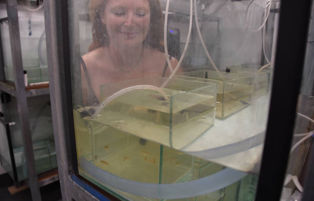 Laura Michie, from the University of Technology Sydney, keeps an eye on fingerlings at Narrandera Fisheries Centre.