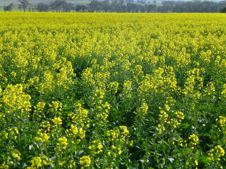 Canola is one of many crop and pasture species sensitive to sub soil acidity layers. Deep soil testing is important to detect possible layers of adverse factors like soil acidity.