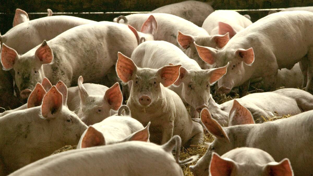 African swine fever has not made it into Australia, but is in nearby countries. Photo: Shutterstock