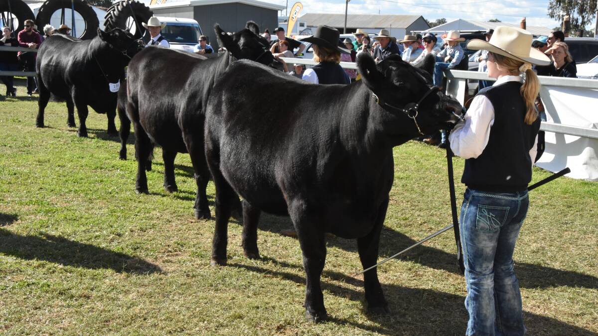 Angus interbreed champions dominate Dubbo Show
