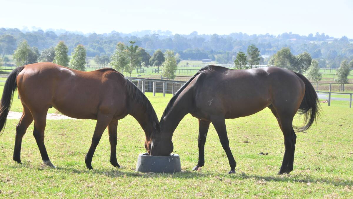 Gelding, Kaiwah and his new mate Winx happily sharing a feed tub in a paddock at Hermitage Thoroughbreds at 'The Oaks'. Photo: Virginia Harvey 
