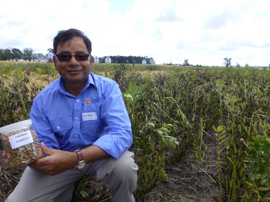 Dr Kedar Adhikari, University of Sydney Faba bean breeder based at Narrabri. Three new Faba bean varieties were released in 2019 offering growers a number of improved attributes.