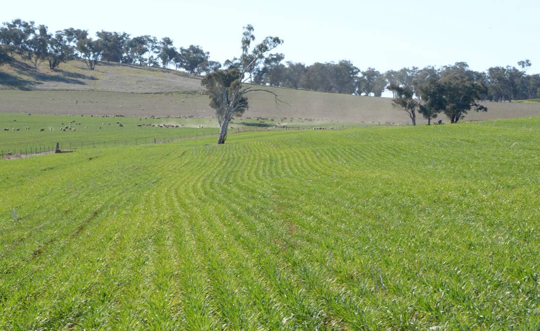Wedgetail variety grazing wheat is grown here near Conwindra. Wedgetail is rated moderately tolerant to aluminium toxicity.