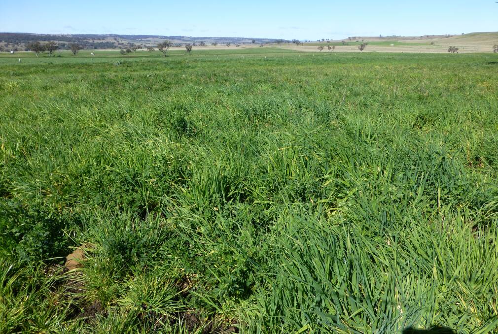Well managed pastures are a proven way to build soil carbon. Leading researchers believe pastures should be re-included into rotations where they have been dropped.