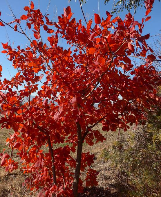 Image of Smoke bush tree in autumn
