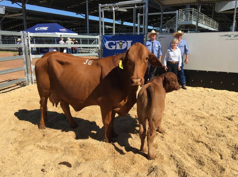 ​Top priced female, Yarrum 134 D5 (P)  Droughtmaster cow with bull calf at foot, pictured with GDL stud stock auctioneer Peter Brazier plus Paul and Susan Murray, Yarrum Droughtmasters, Inverell, NSW.