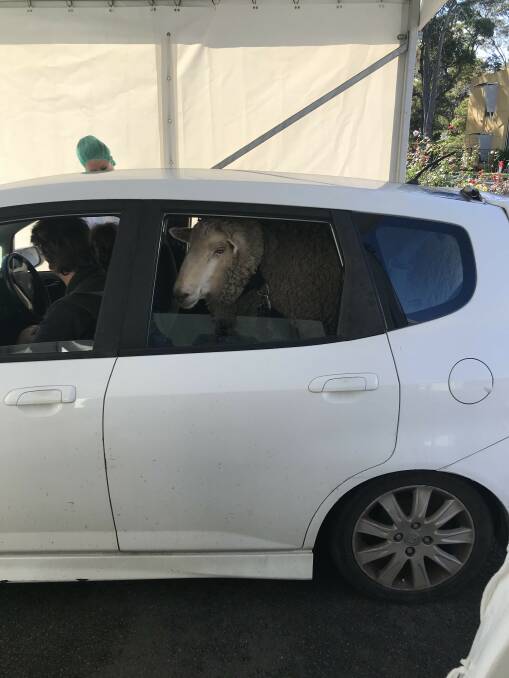 Not Sheepish: Rosie the sheep gave nurses a boost at the COVID-19 drive-through at Belmont. 
