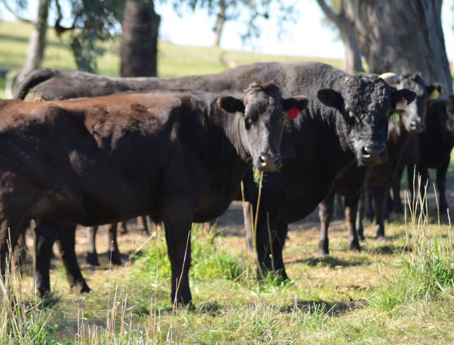 Wagyu cows and bull at Yalandra Pastoral Company which uses 15 properties in the north-east of Victoria near Jinderra and in the Mitta Mitta Valley.