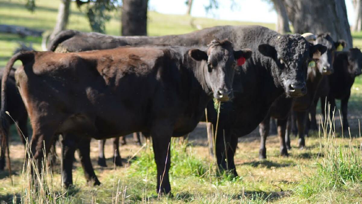 In Japan Wagyu are a national treasure and treated differently to how they are in Australia.