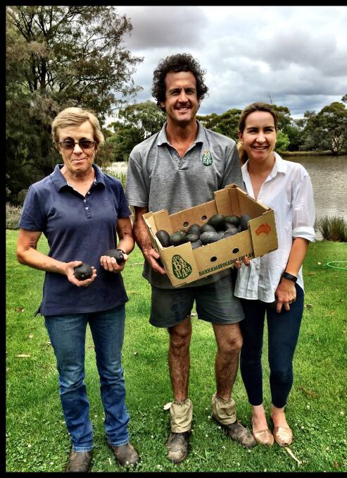 Debbie Warne, Tim Myer and Katrina Myer with their produce. The first trees were planted in 1999 with mature trees producing around 500 pieces of fruit each year. Full production can be within five years using grafts onto rootstock. Lisa Martin from Ripe Horticulture is Barham Avocado's agronomist.