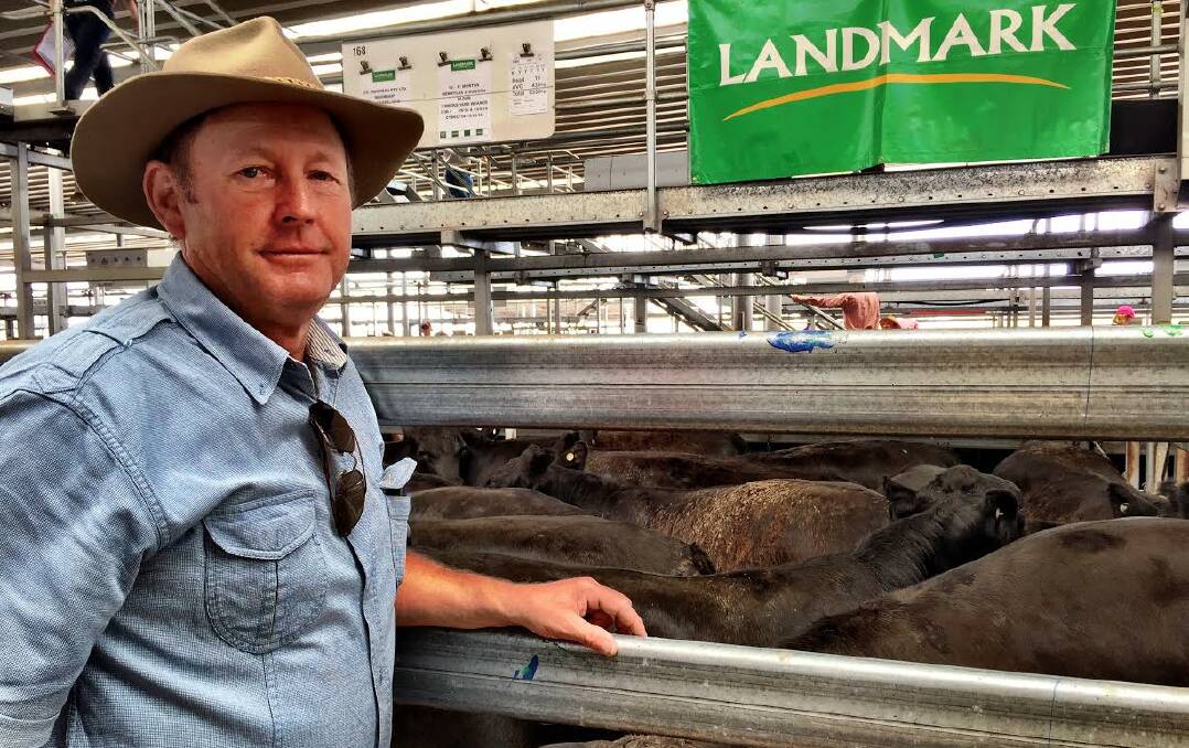 Jim Ross, 'Noonbah', Holbrook and his award-winning Verbac Best Pen of the Day steers. His 19 head, averaging 439kg reached $1520 per head. This was the first time Mr Ross had sold cattle at NVLX and, after this positive experience, he said he will be back.