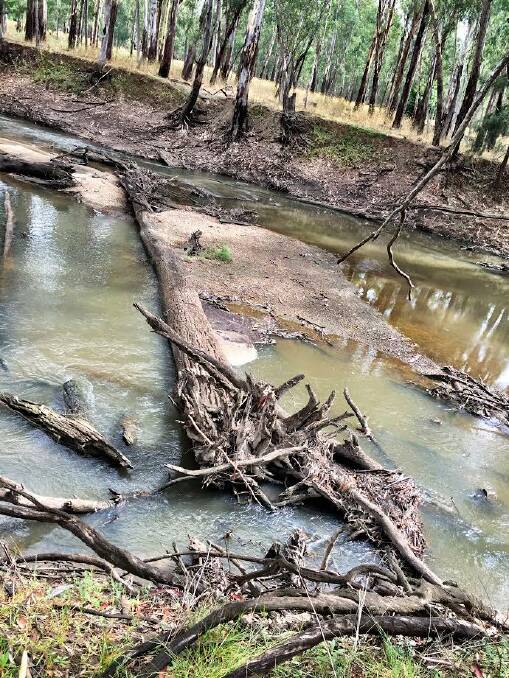 Trees which have fallen across the Old Man Creek certainly slow the flow of water but, according to Mrs Bailey, the flow moves to either end of the tree and subsequently gouges soil out from the bank, causing further slumping. Photo: Pennie Scott