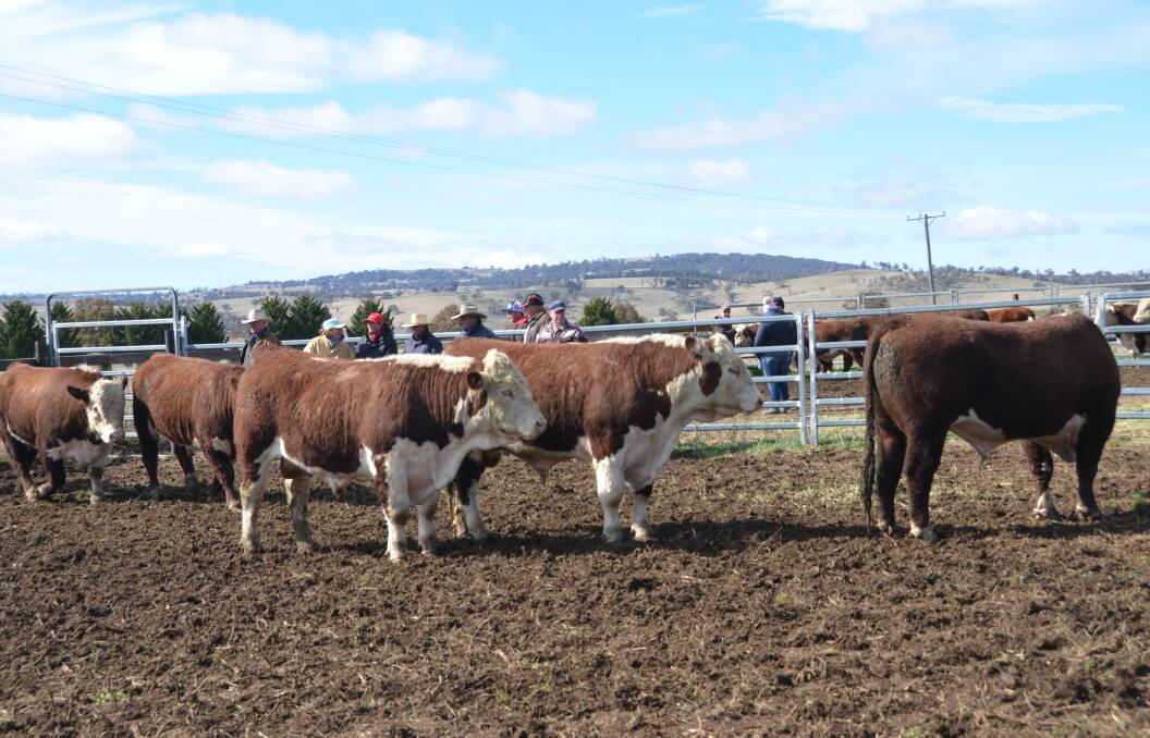 Buyers inspect the bulls on offer at Tummel
