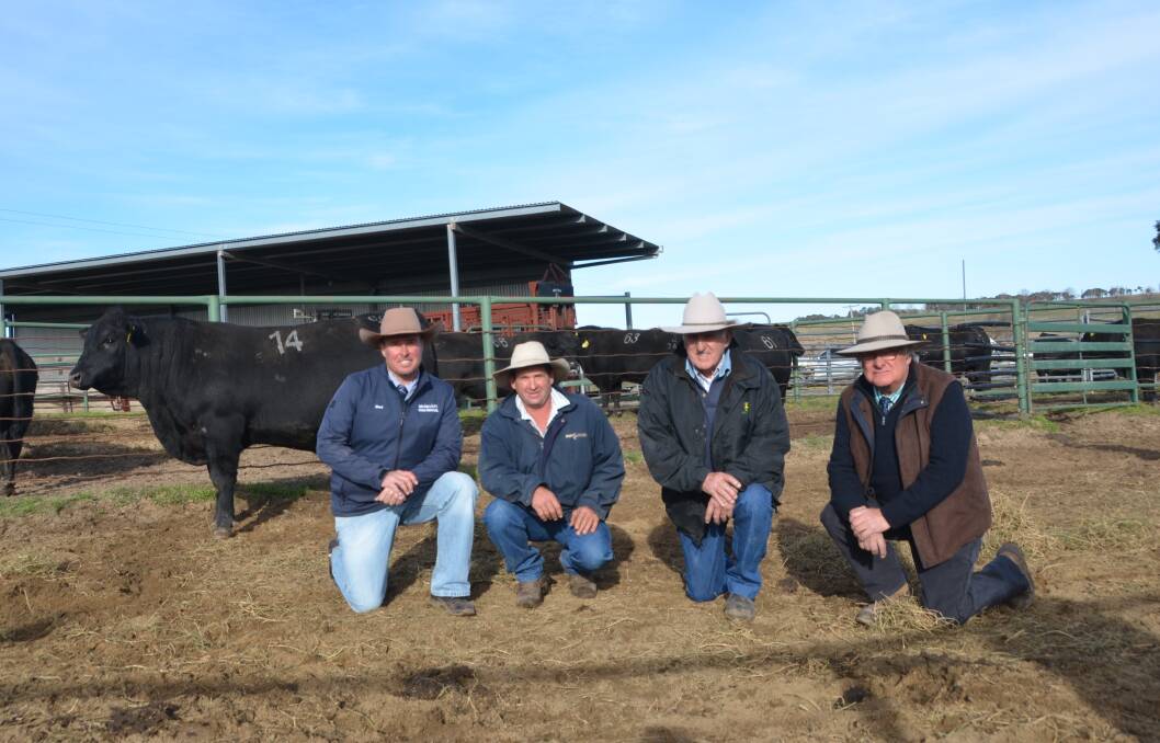 Top priced bull Dulverton Quality Touch Q253 with Shad Bailey auctioneer, purchasers David and Ben Wirth and vendor Greg Chappell.