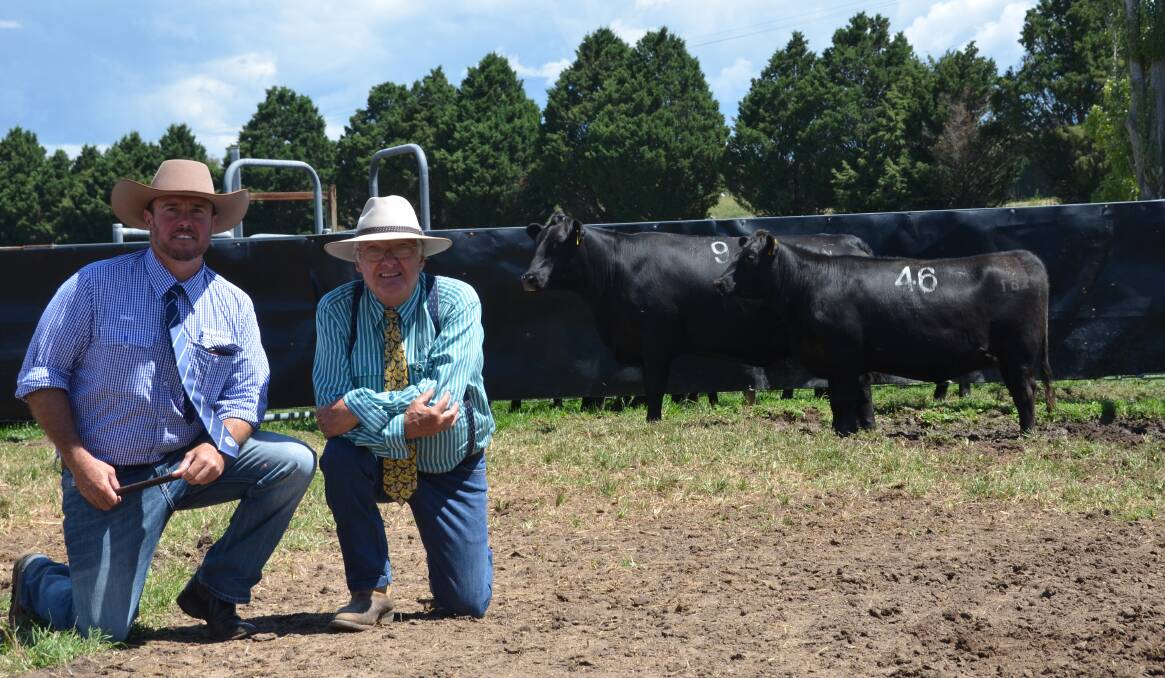 Shad Bailey of Colin Say and Co with Greg Chappell of Dulverton Angus and the top priced female of the sale lot 46 with third top priced female lot 9 both purchased by A and S Investments.