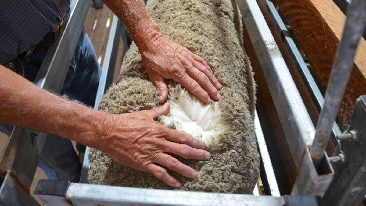Buyers inspecting the wool quality of the Maisters swamp merino draft