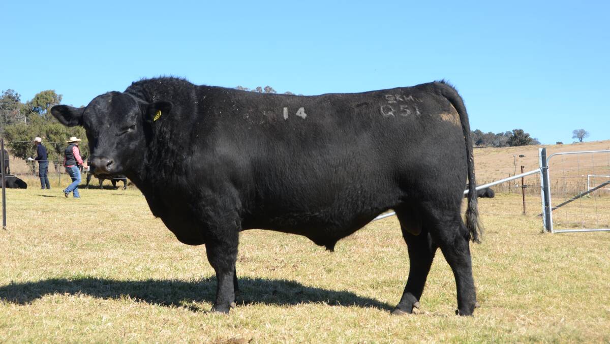 Alumy Creek Rancher Q051 was secured for $15,000 by Mark and Lee Latham of Gunnedah