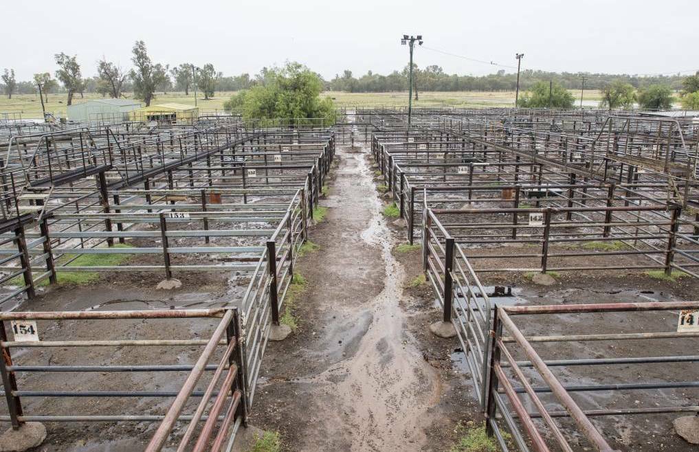 Guilty pleas: Cameron John Jones has pleaded guilty to fraud offences connected to the Gunnedah saleyards.