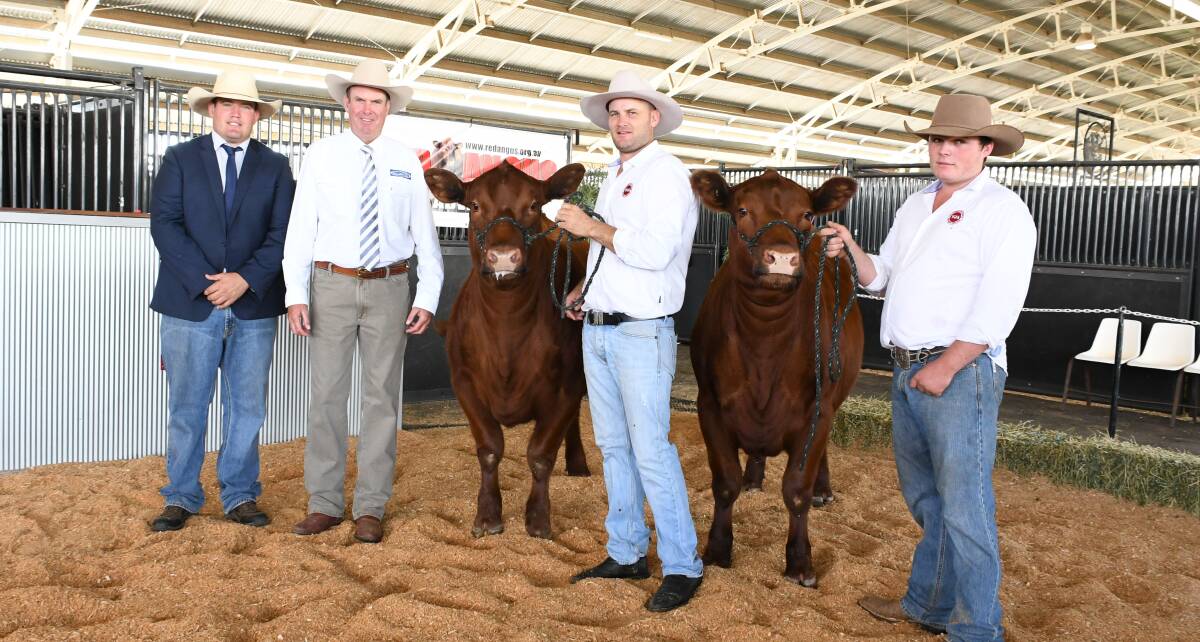 David Croker and Lachie Ware of Yallambee Red Angus, Berrima, and their $8000 heifers.