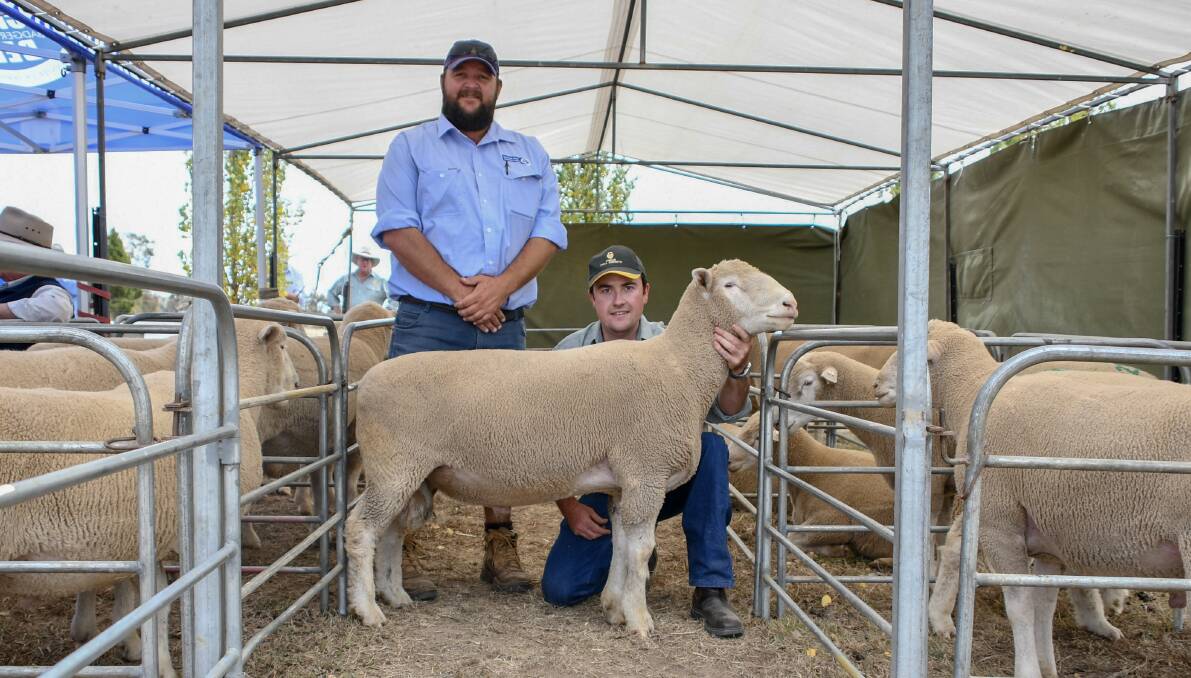 Todd Clarke, Schute Bell, and Brendan Sharpe, Amelie Poll Dorsets, with the $1200 ram.