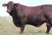 Watasanta Bull Sale hits $100,000 top