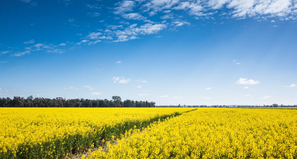 Australian grain growers have access to genetically modified canola varieties.