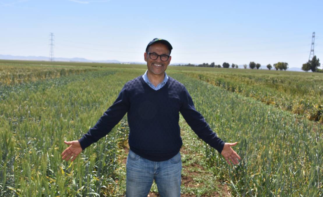 Mustapha El-Bouhssini, principal entomologist with ICARDA, at the organisation's Marchouch trial site, comparing hessian fly resistant and susceptible wheat varieties.