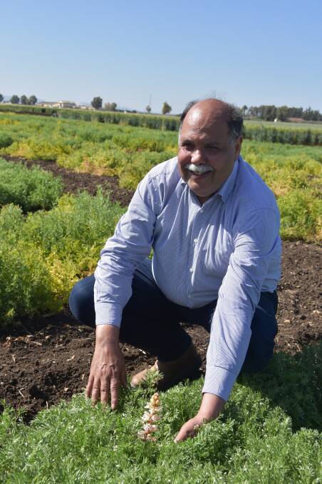 Ahmed Amri, ICARDA, with orobanche in a pulse crop at Marchouch in Morocco.
