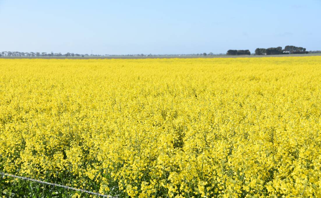 BOOM TIMES: Canola is riding the crest of a wave at present.