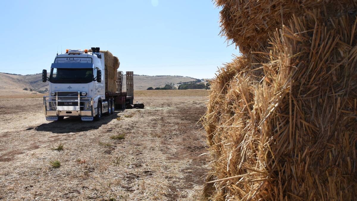 Mice have caused significant damage to hay supplies, especially in NSW, according to Feed Central.