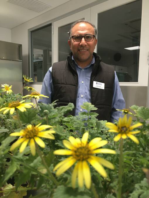 DISCOVERY: Yaseen Kahlil, AHRI researcher, with a population of herbicide resistant capeweed.