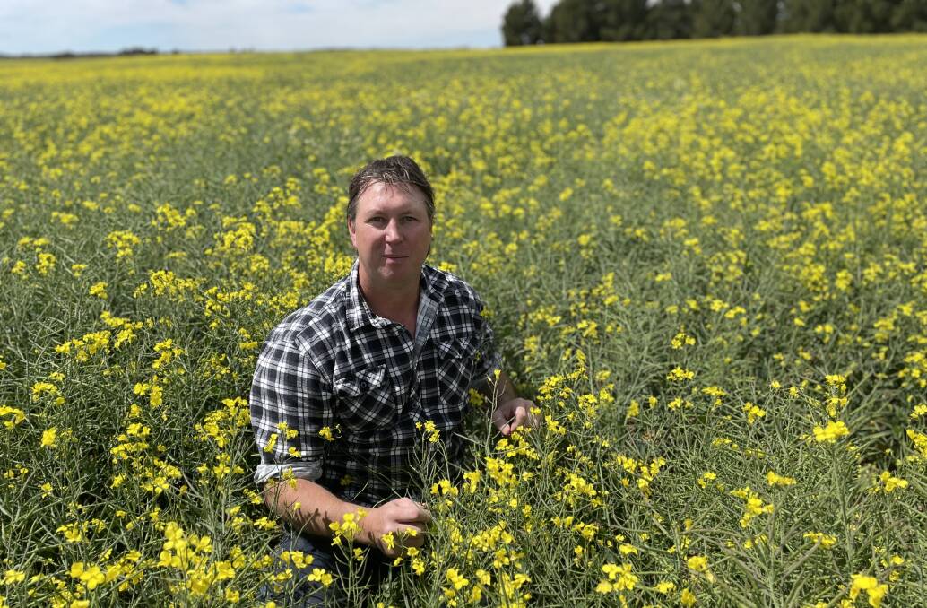 Nathan Albrecht, Antwerp, says farmers are likely to stick to existing rotations than go chips-in on canola next year, in spite of prices rising above $1000 a tonne.