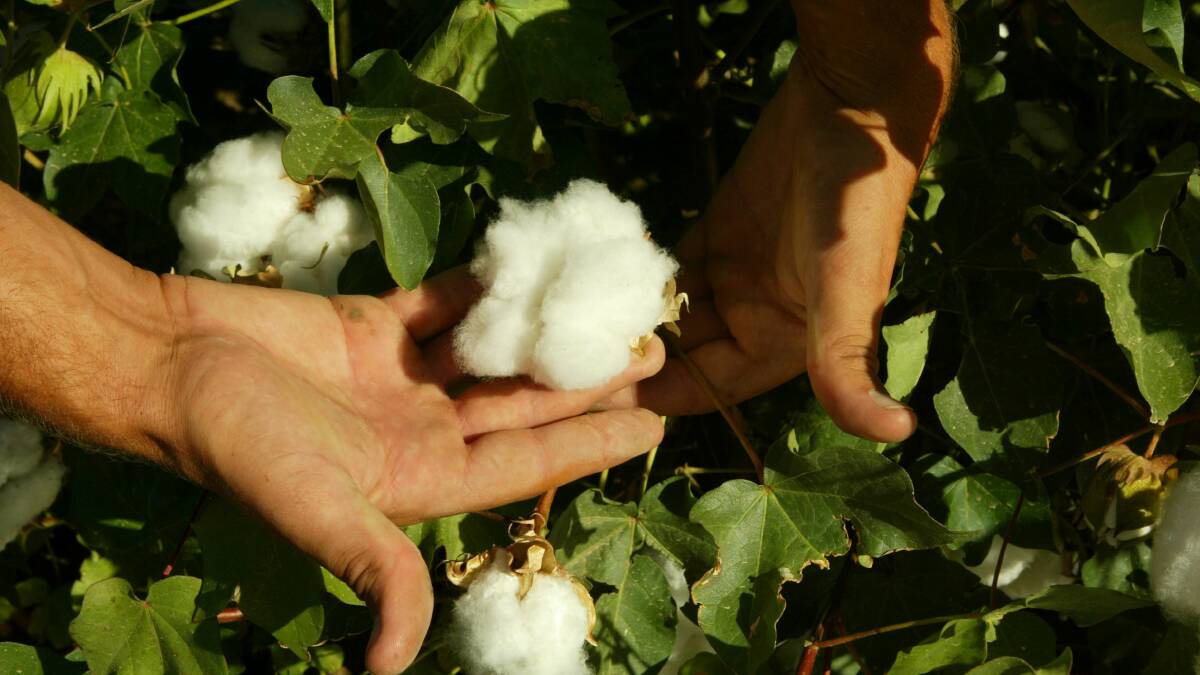 Monsanto is expecting wide uptake of its Bollgard 3 cotton technology this season.